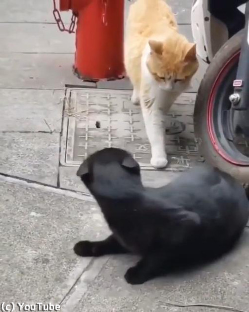 猫の修羅場シーン05