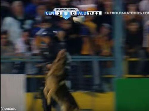 サッカーと警察犬02