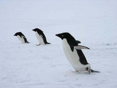 �ⵡư���ڥ󥮥�