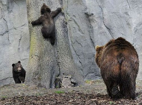 想像以上にかわいい 木登りするクマたちの驚くべき姿 らばq