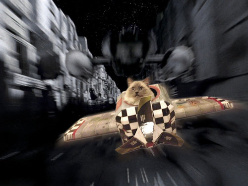 猫のために作ったもの02