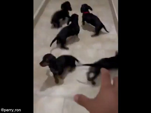 大勢の子犬たちを…追い駆けたり追い駆けられたりする遊び