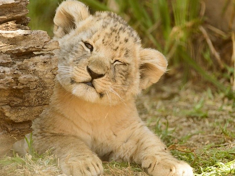 ライオンは子供のときから百獣の王だった 吠える子ライオンの迫力ある姿 らばq