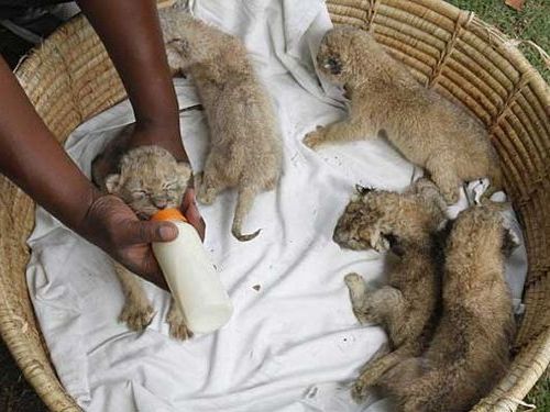 ライオンに8匹の赤ちゃん00