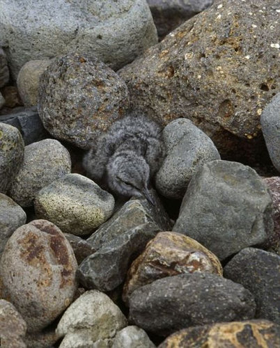 動物はどこ？18