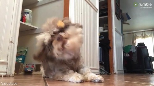 長毛ならではの悩み02