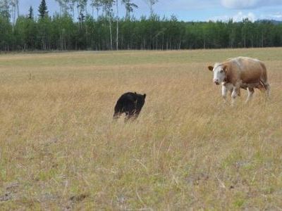 クマと牛の戦い00