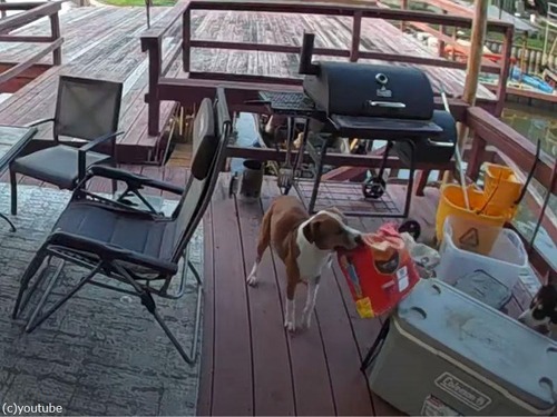 真っ昼間に盗みを働く毛むくじゃら3匹…悪い犬たちの犯行記録（動画）