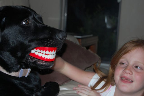 猫好きを犬好きにする写真17