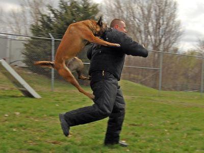 警察犬