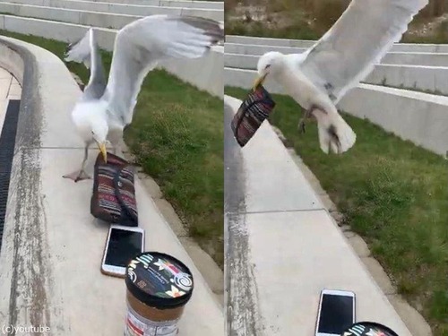 カモメに財布を盗まれる瞬間01