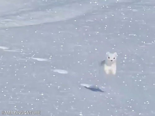 「雪の上を走る最もキュートな動物って…間違いなくオコジョだと思う」
