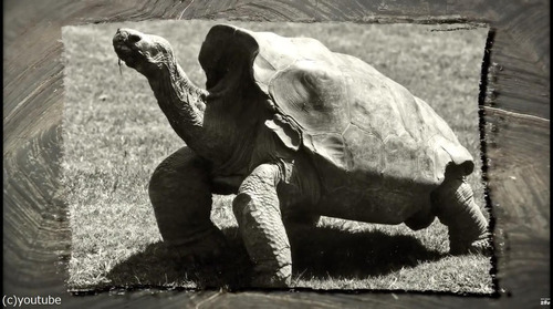 絶滅を救ったガラパゴスの「絶倫」亀が引退02