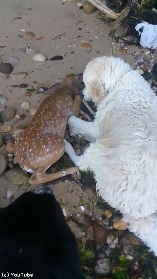 犬が小鹿を救出03