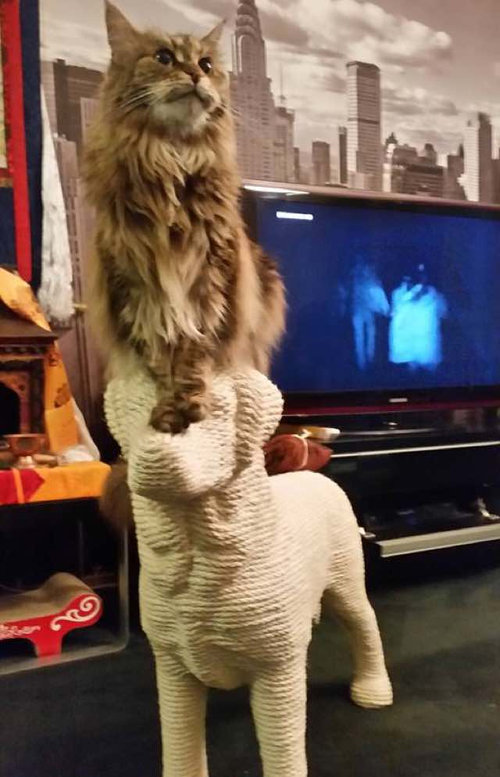 猫の ツメとぎ を犬型にしたら こんなおもしろい構図になった らばq 猫の ツメとぎ を犬型にしたら こんなおもしろい構図になった らばq