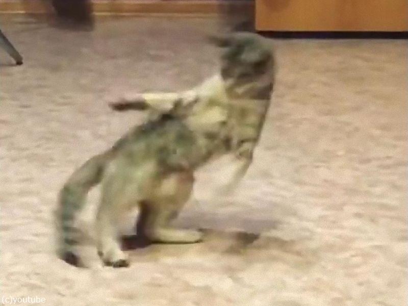 ダンサーのように華麗な猫 しっぽを追いかけて回転する 動画 らばq ダンサーのように華麗な猫 しっぽを追いかけて回転する 動画 らばq