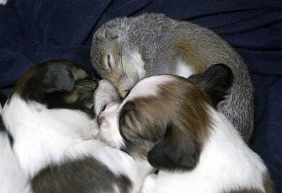 子犬の中にリスが一匹06