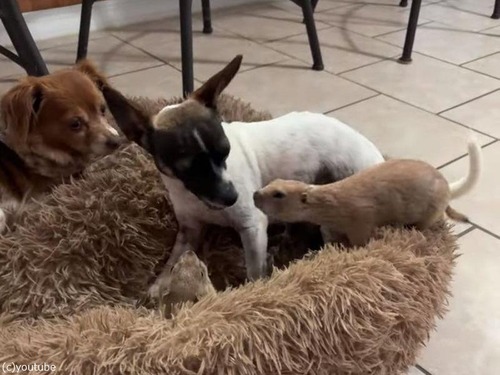 プレーリードッグの赤ちゃんと犬が遊ぶと…こんな感じになる（動画）