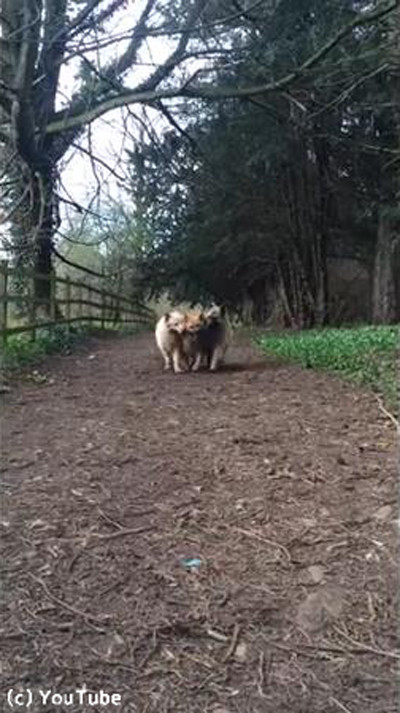 チームワーク抜群なワンコたち03