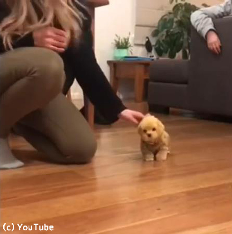 小さなワンちゃん おもちゃの犬に激しく嫉妬する 動画 らばq