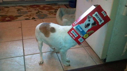 猫好きを犬好きにする写真02