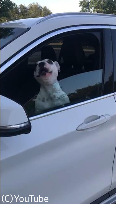 オペラ歌手志望(?)のブルドッグ01