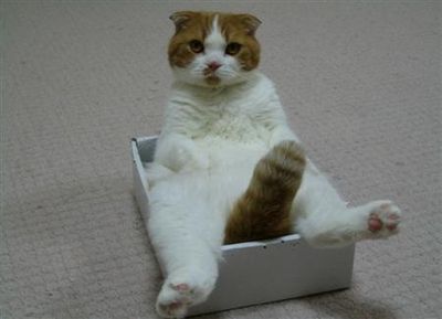 こんな猫はいやだ12