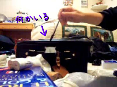 びっくり箱、びっくり猫