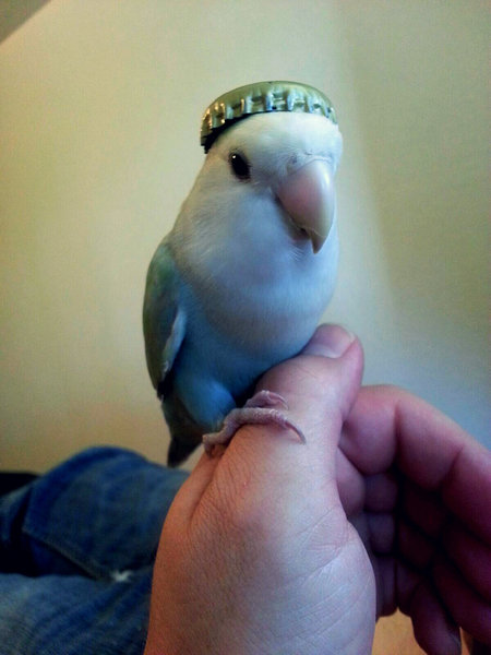 01˹�Ҥ򤫤֤�Ʊγ����