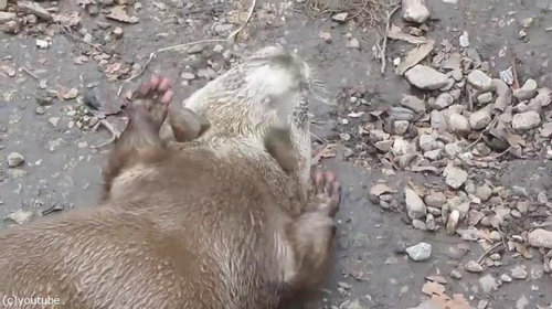 カワウソがこんなに器用だって知ってる 小さな手で石遊び 動画 らばq カワウソがこんなに器用だって知ってる 小さな手で石遊び 動画 らばq