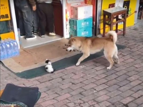 犬が無力な子猫をワンワン吠えていたら…ママ猫にこっぴどく叱られる（動画）