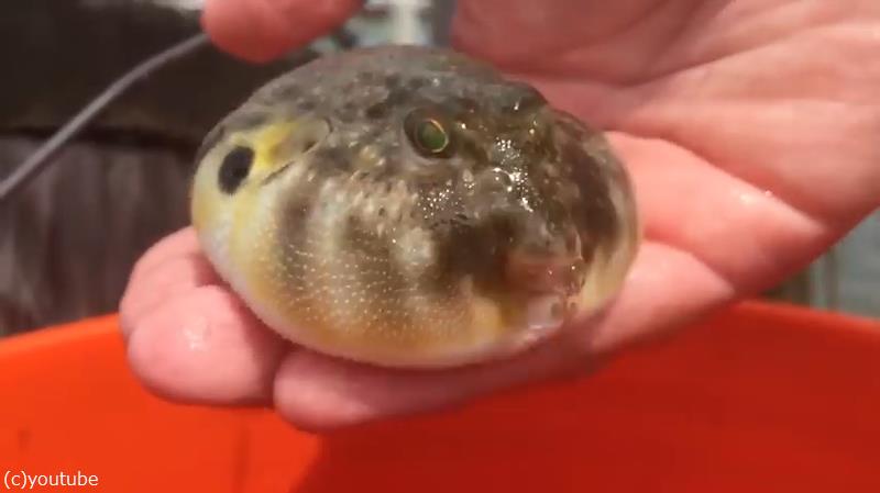 これはクセになる フグがしぼんでいくスローモーション映像 動画 らばq