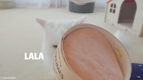 �ˤ����������ʥ�������ǭ05