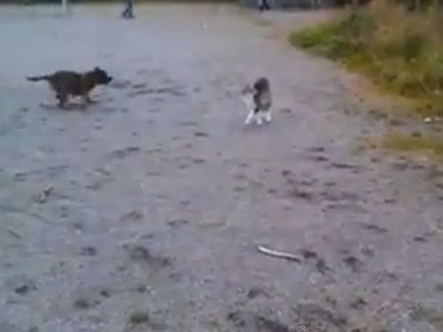 犬と猫、静と動の対決01