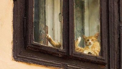 窓ガラス越しの猫パンチ対決