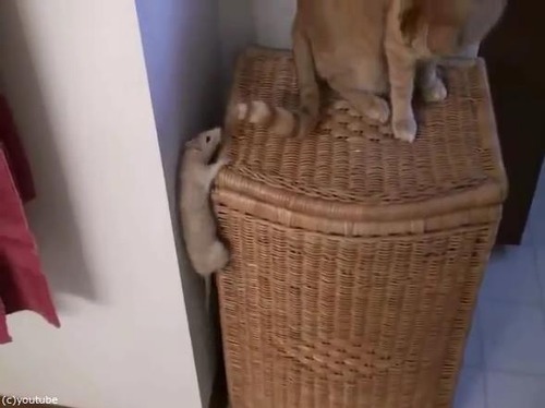 リアルトムとジェリー03