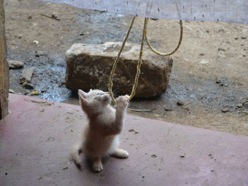 ケニアで子猫02