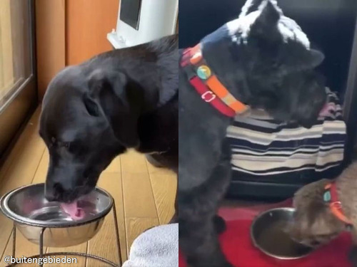 「犬は2種類のタイプに分かれる…」水の飲みかた編