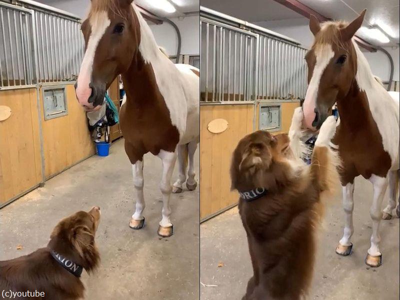 犬と馬の仲が良いと こんな愛情表現になる 動画 らばq