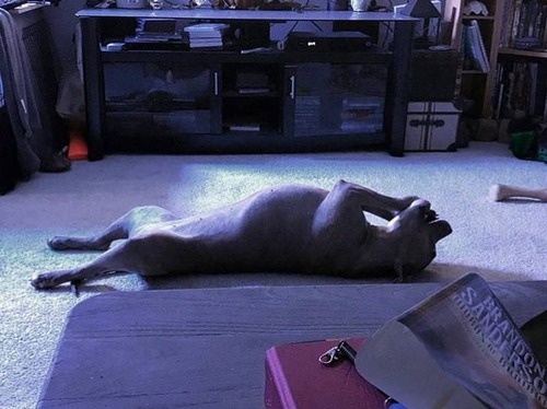 世界一奇妙な姿勢で寝る犬04