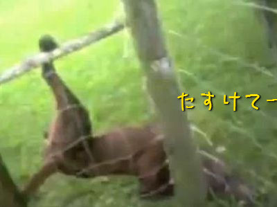 宙釣り犬のサプライズ