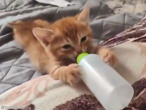 猫の赤ちゃん…ミルクを吸うたびに耳がピクピク動く