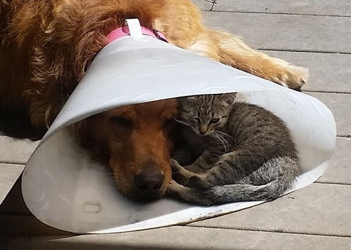 うちの犬は治療中で 元気なく横たわっていた あれっ 猫がいないと思ったら 心温まる1枚 らばq うちの犬は治療中で 元気なく横たわっていた あれっ 猫がいないと思ったら 心温まる1枚 らばq