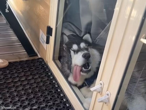 「こんなの笑っちゃう…」ガラスに顔を押しつけて寝る犬（動画）