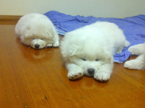 ��²�ǽ������븤05