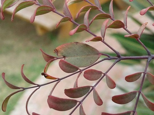 枝の代わりに間違って葉っぱを伸ばした木02