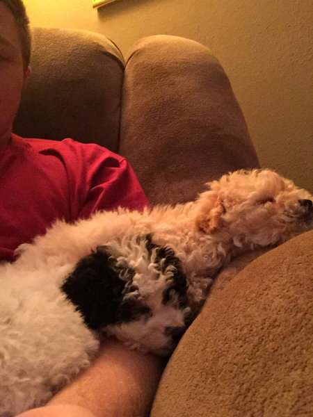 子犬たちが初めて家に来た日12