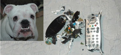 ペットのいたずら21