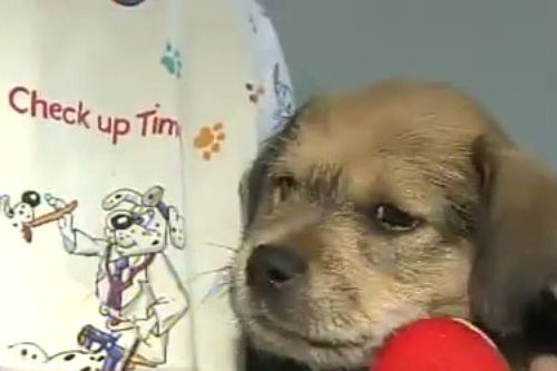 サボテンが刺さった犬02