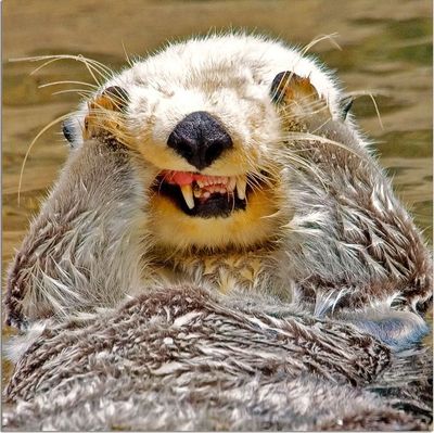 それは見たくなかったかも と思うラッコの秘密 らばq それは見たくなかったかも と思うラッコの秘密 らばq